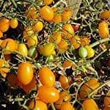 Very Sweet Yellow Grape Tomato! 20 Seeds! LOW ACID!