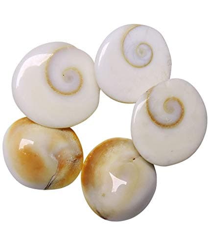 Saptraag 51 Pieces Big Size gomti Chakra 1.5 cm (White)