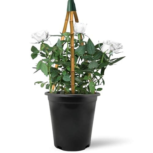 Climbing Rose in 2 Litre Pot - Golden, Pink, Red, White and Orange - Excellent Rose for Walls, Pillars Trellises and Arches (White)