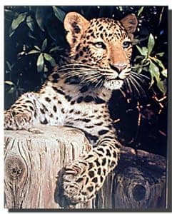 Leopard (Panther, Jaguar, Big Cat) Wild Animal Wall Decor Art Print Poster (16x20)
