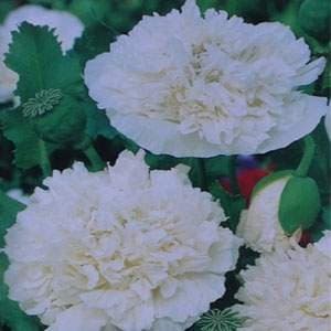 Outsidepride Peony Cream Poppy Seeds for Planting - 5,000 Pcs Annual, Drought-Tolerant & Easy to Grow Wildflower Seeds with Vibrant White Blooms for Landscaping, & Pollinator Garden