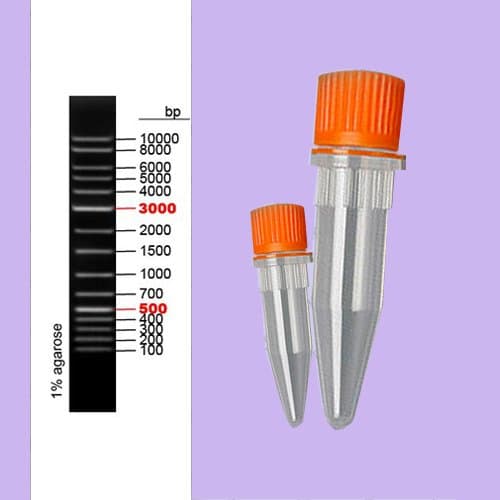 Rx Bio 1Kb DNA LadderPLUS 1x500uL, P03-CR06-1KBP-1