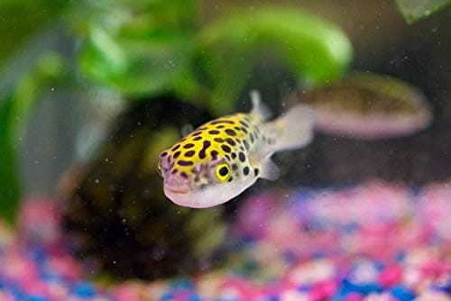 (2 Cute Green Spotted Puffer Fish Tetraodone nigroviridis Tropical Aquarium Freshwater