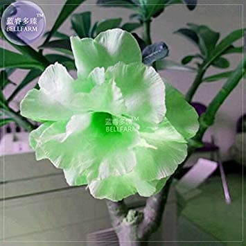 Vistaric BELLFARM Bright Green Adenium Desert Rose Flower Seeds, 2 Seeds, 3-Layer Big Blooms Home Garden Rare Flowers BD195H
