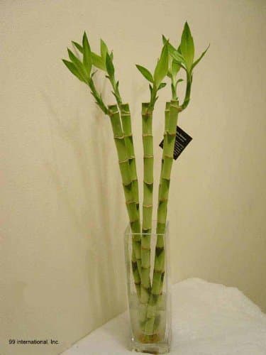 Lucky Bamboo - 5 Stem (18" Straight) w/ 10"H Clear Glass Vase