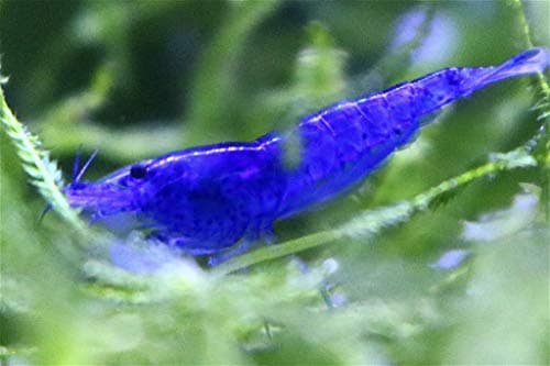 10 Adult Varied Poor Color Culled Live Freshwater Aquarium Shrimp