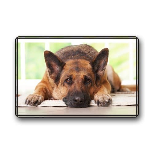 Yummy Bears Custom Design Dog Funny Doormat , 23.6 In By 15.7 In