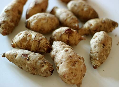 5 Jerusalem Artichoke tubers for planting - Helianthus tuberosus - Freshly dug (LEGENDARY-YES)