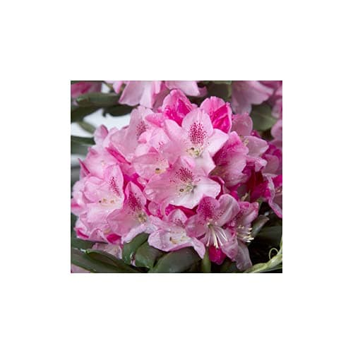 2 Gallon - Southgate® Splendor™ Rhododendron Shrub - Evergreen Bush with Pink Blooms in Spring