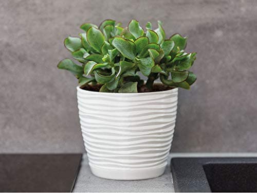 KORAD 3D Sahara Plant Pots with Matching Saucers. Decorative Planters with Drainage Holes for Indoor and Outdoor. Available in 7 Sizes and 8 Colours- (H 7 in(18 cm) - D 7.5(19 cm), Creamy White)