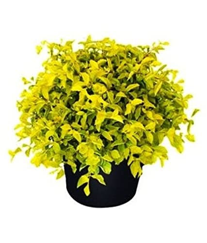 Live Golden Dust Duranta Beautiful & Charming Plant For Home & Gardening - Healthy Live 1 Plant
