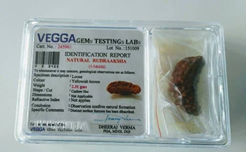 1 Mukhi Rudraksha Original Nepali in Kanju Shaped Vega Certified