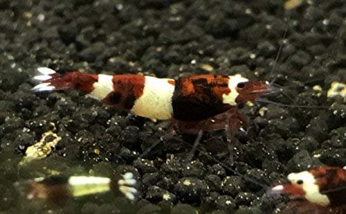CIP 5 Red King Kong Taiwanese Bee (Caridina Cantonensis) Live Freshwater Shrimps ΒΌ to Β½ inch