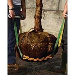 ProLifter Nursery Carrier 400 Pound Capacity