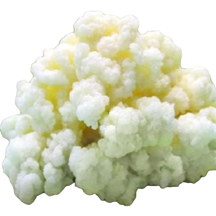 Milk Kefir Grains for Making Probiotic Kefir Drink, strong probiotic, 1 TABLESPOON, bulgaros, pajaritos, alive grains.