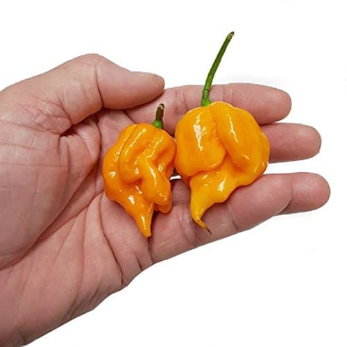 Trinidad 7 Pod Primo Yellow x 10 Chilli Seeds