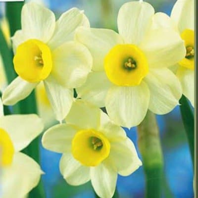 Minnow Daffodils - 10 Bulbs