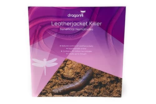 Natural pest control Dragonfli Leatherjacket Killer Nematodes 50 Square Metre Pack