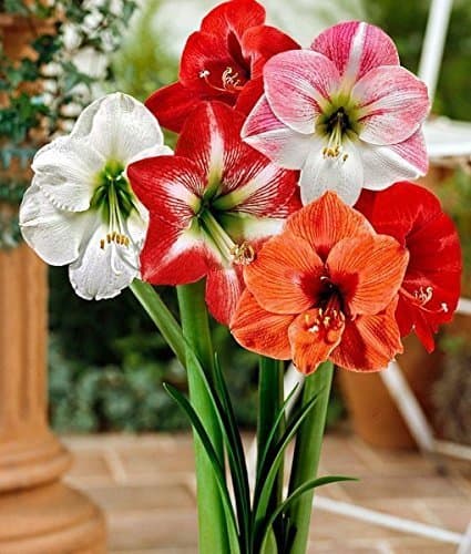 Kraft Seeds by 10CLUB Amaryllis Lily Flowering Bulbs (Multicolor, 15 Bulbs) | Fragrant Flower Bulbs for Home Gardening | Bulbs for Indoor Home Decor | Flowering Bulbs | Fresh Bulb for Flower Pots