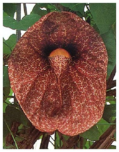 Tropica Calico Flower Aristolochia Littoralis Syn. Elegans 80 Seeds