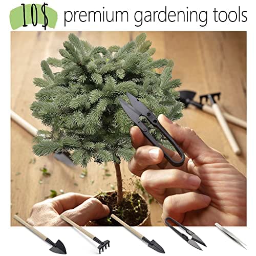 AVERGO Bonsai Growing Seed Kit - 2X Japanese Trees | Complete Indoor Starter Kit for Growing Bonsai Trees + Tools + Planters | Gardening Gifts for Women & Men