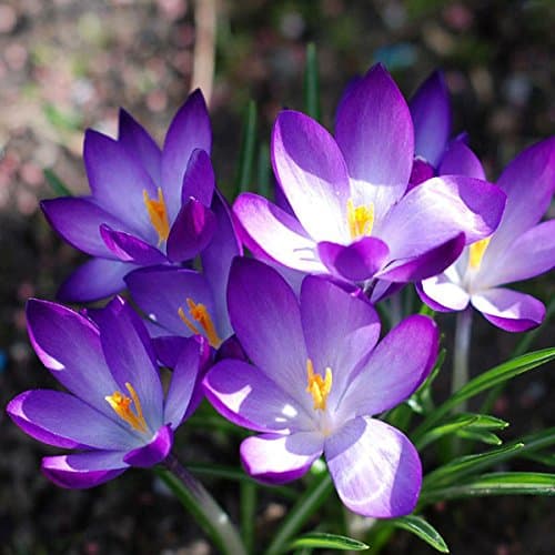 100pcs Garden Courtyard Evergreen Shrub Plants Crocus Sativus Seeds