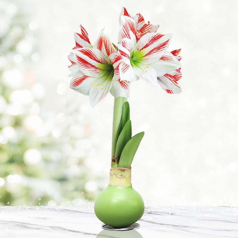 Lollipop Amoice Waxed Amaryllis Flower Bulb with Stand, No Water Needed