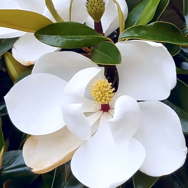 Magnolia Tree Live Plant for Planting, Magnolia Flowers Bush 6 to 12 Inches Height, in Pot, Fragrant Magnolia Shrub (Sweetbay Magnolia)