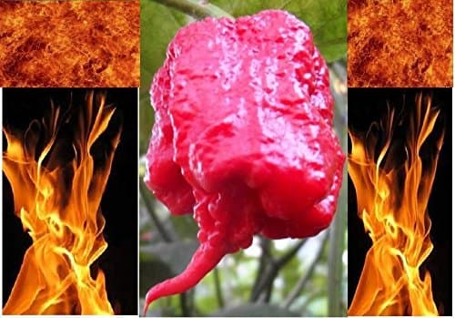20 seeds of Carolina Reaper HP22B Hottest pepper on Earth! World Record Extreme HOT