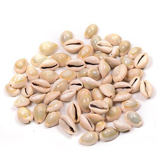 Truvic Natural Kawdi/Kaudi/Kowdi/Cowrie/Koudi Shells (Laxmi and Diwali Pooja Article, Multicolour) - Set of 101