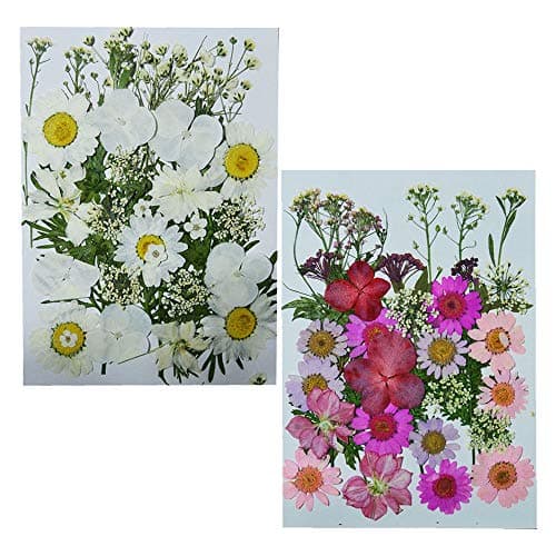 UOKWIWI Real Dried Pressed Flowers Assorted Colorful Daisies Leaves Hydrangeas for Art Craft DIY - 2 Pack Size 1