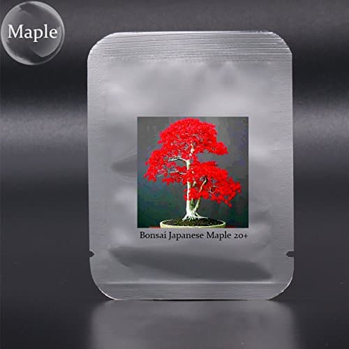 (JrmAmbizu 20 Mini Beautiful Japanese Red Maple Bonsai Seeds, DIY Bonsai , Fresh Maple Seeds