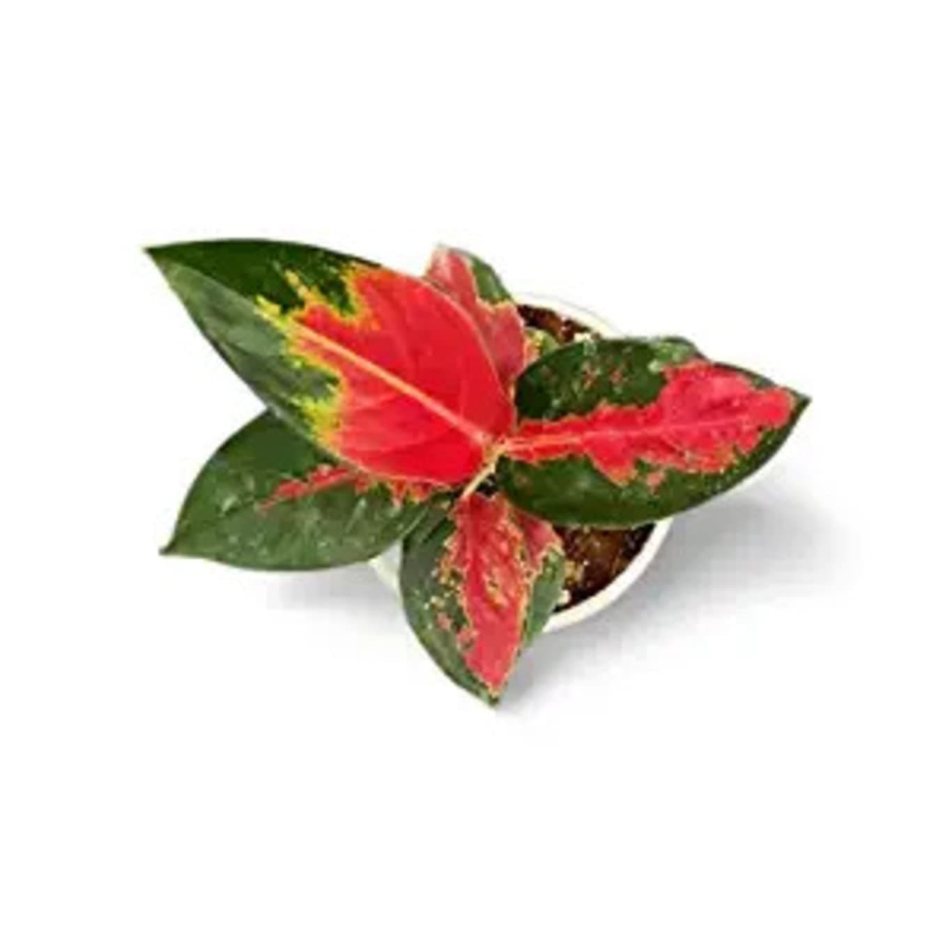 Garden Art Live Aglaonema Easten Red Plant | Natural Indoor & Outdoor Plant With Grower's Pot