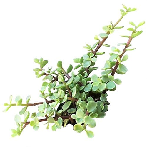 Variegated Elephant Bush | Portulacaria afra Succulent Live Plant | Unique Succulent Gift Decoration (2'' + Clay Pot)