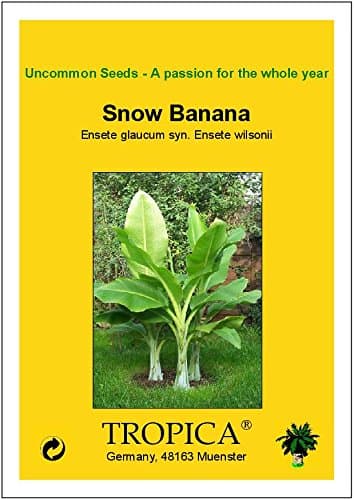 Tropica - Large Snow Banana, (Ensete glaucum syn. Ensete wilsonii) - 10 Seeds
