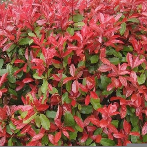 5 x Photinia Red Robin 20-30cm in 9cm pot (a279)