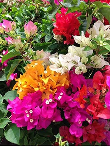 BLUE UNIVERSE Live Flowering Plant Bougainvillea Boganvilla All Season Bloom Easy Maintanance Garden Plant(1 Healthy Live Plant)