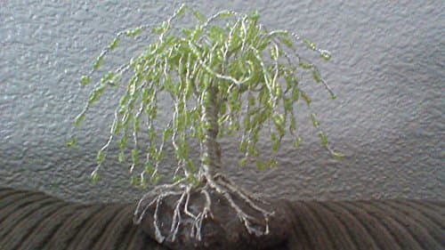 Weeping Willow - Fall