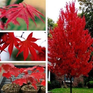 25pcs American Red Maple Tree Seeds