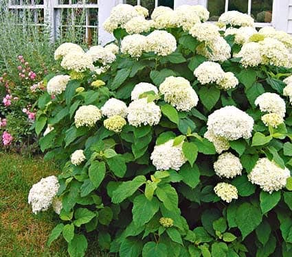LushGreen Rare Hydrangea macrophylla White Color Flower Plant (1 Healthy Live Plant On Polybag)