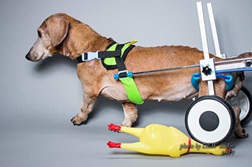 New! Two Wheels Adjustable Dog Wheelchair, cart, 7 Sizes for hind Legs Rehabilitation, 3D Soft Harness,Light Weight, Easy Assemble, Belly Band Specially for Spondylitis