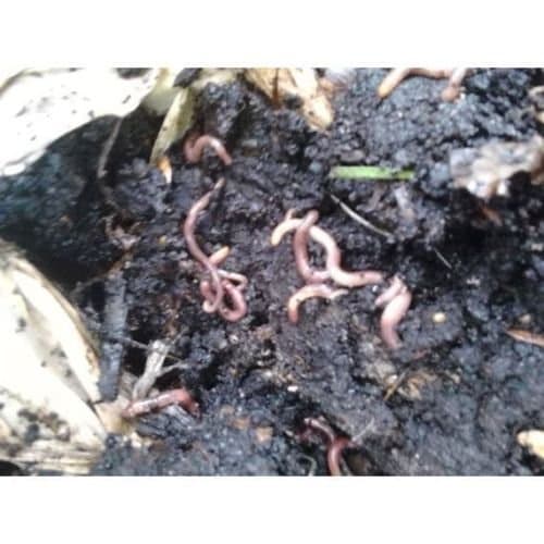 qmc9c8 Red Worm Starter colonySeeds of Life The Best Start for Your Organic Worm bin