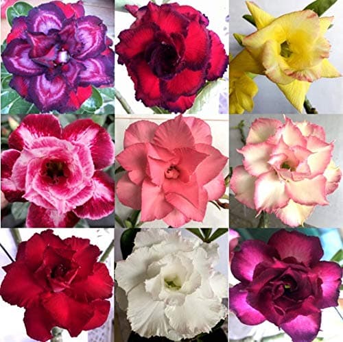 Multi-Petal Desert Rose ADENIUM Seeds Mixed Colors 100 pcs by LANKUI