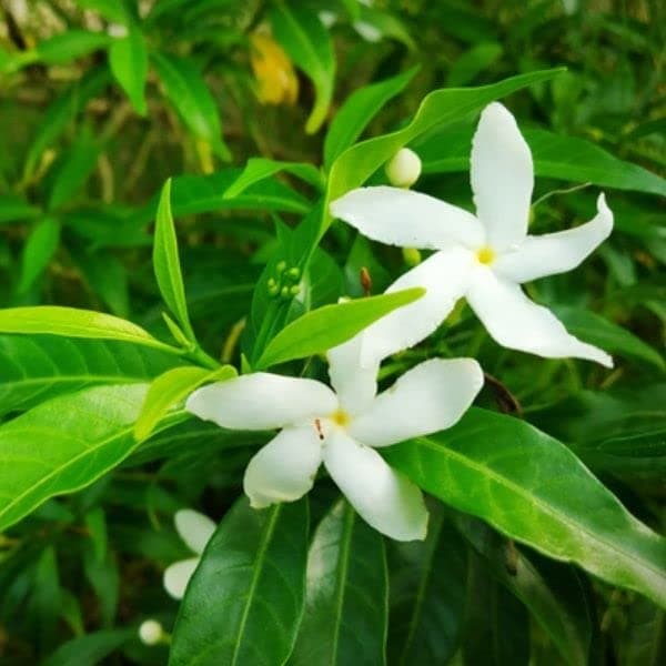 Jasmine | Stephanotis Floribunda | Bridal Bouquet | Wax Flower Healthy Live Plant for Home Garden