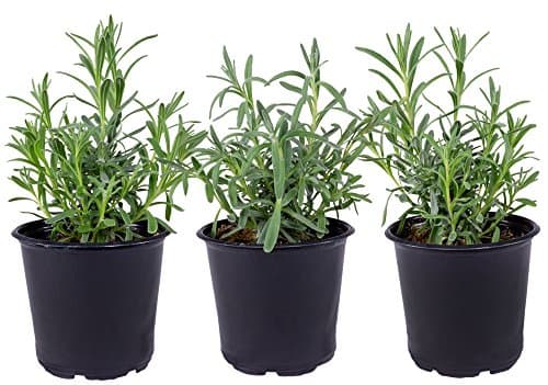Seville Farms HB017 Trio Lavender Live Plant, 1.00 Pint, Green