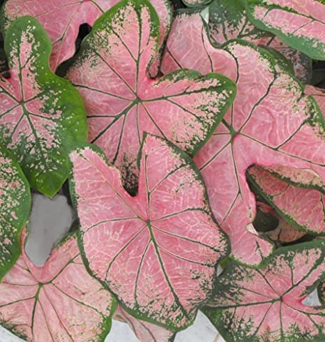 SET Of 4 Caladium Pink Flower Bulbs Update New Quality By LIVE GREEN, LIVE-BULB01