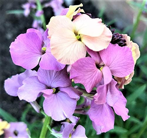 Erysimum ‘Pastel Patchwork’ 1 x 1.5 Litre