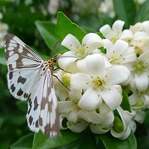 100PCS Murraya Paniculata Seeds True Jasmine Shrub with Fragrant Flower Seeds Perennial Climbing Plant for Garden