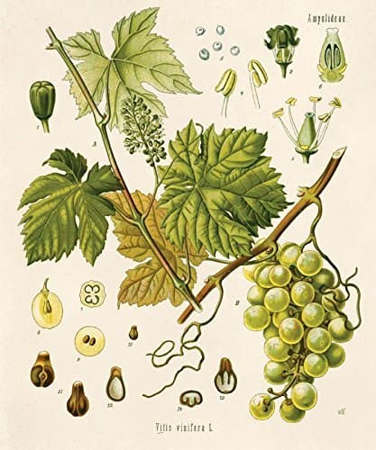 16" x 20" Vintage Botanical Grape Vine Fruit Diagram Chart Wine Vineyard Poster Reproduction Print