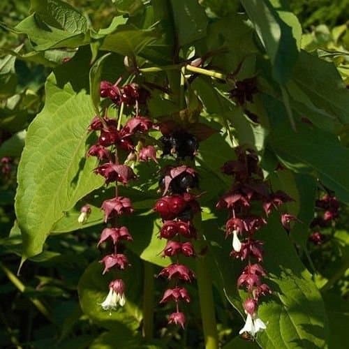 Himalayan Honeysuckle Bush Seeds (Leycesteria Formosa) 50+Seeds